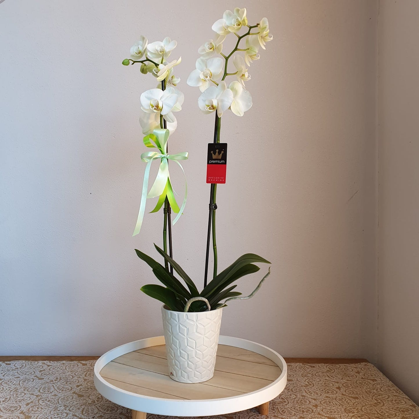 Orchidea Phalenopsis
