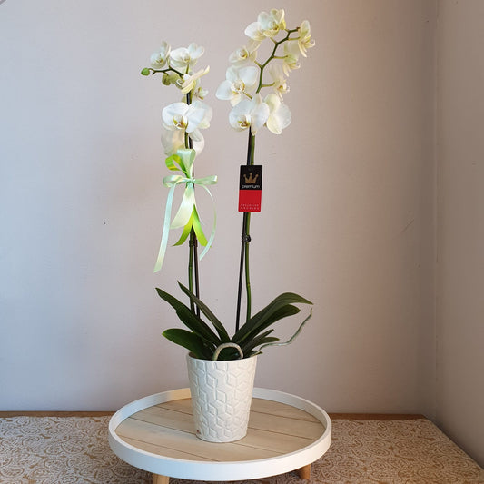 Orchidea Phalenopsis